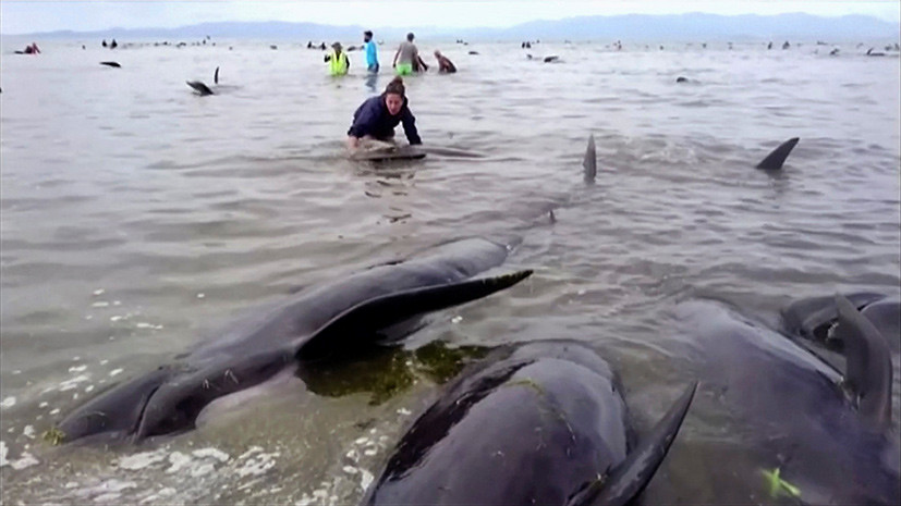 Около 300 черных дельфинов погибли на берегу Новой Зеландии: опубликованы кадры спасательной операции