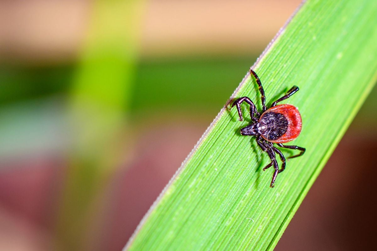 Чешские медики показали, как правильно удалить клеща: видеоинструкция