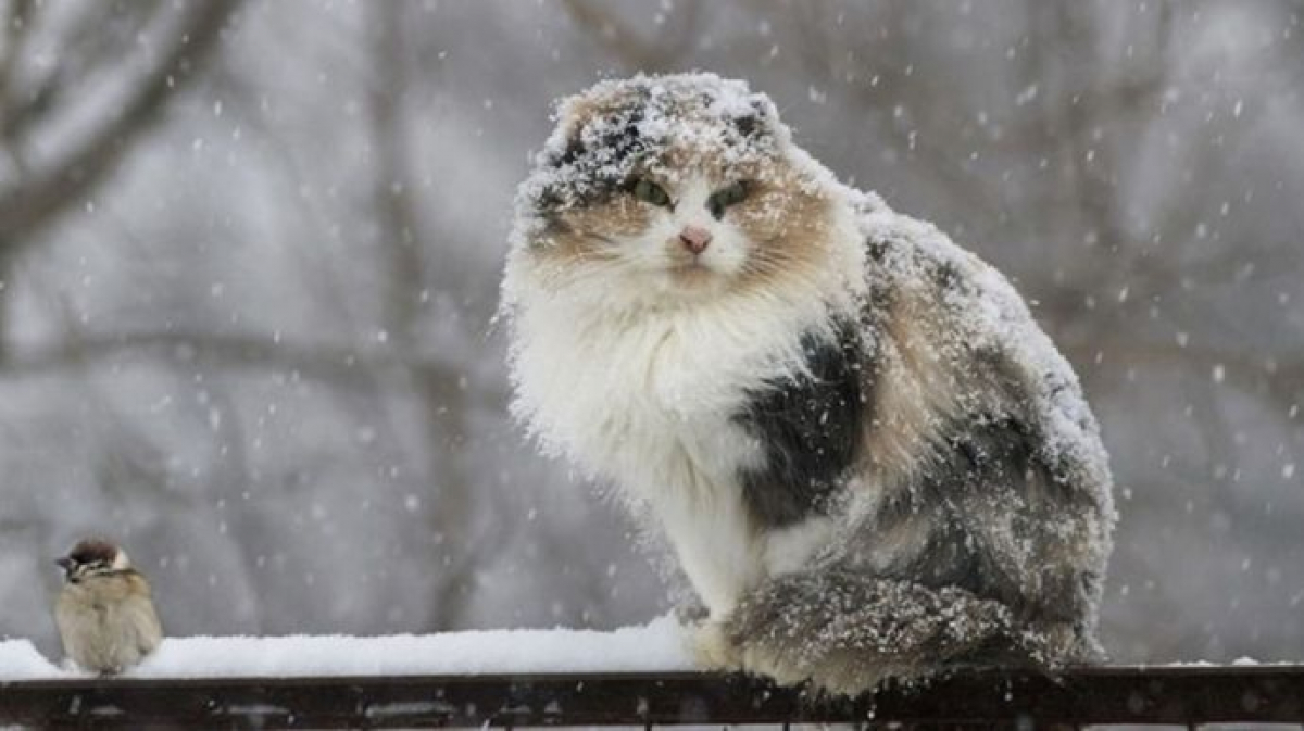 Прогноз погоды на зиму в Украине: будет ли снег на Новый год и когда потепление