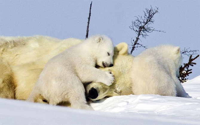 Беспощадные россияне зверски расстреляли белого медведя: душераздирающее видео