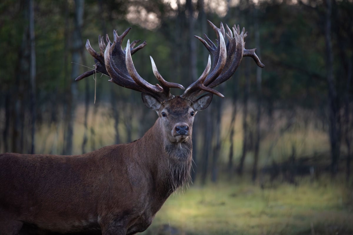 На Киевщине расследуют убийство оленя-рекордсмена Руни: появились новые подробности