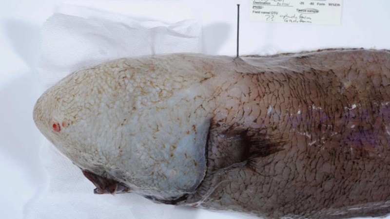 В Австралии ученые впервые в мире обнаружили аномальную "безликую" и слепую рыбу – в Сети показали единственный кадр страшилища