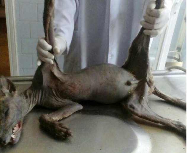 Наконец-то найдена чупакабра: животное терроризировало деревню на Буковине