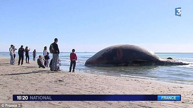 Из-за кита, который может взорваться, во Франции закрыли пляж