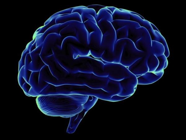 Ученые вырастили человеческий  мозг 