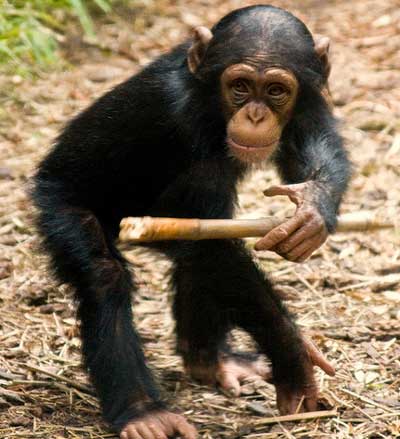 Шимпанзе смогли сбить беспилотник (ВИДЕО)