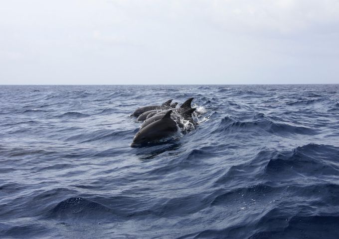 Раскрылись вопиющие военные преступления России против животных: в море убиты 1000 дельфинов