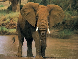 Слон атаковал туристов в африканском заповеднике: голодное животное искало еду у путешественников