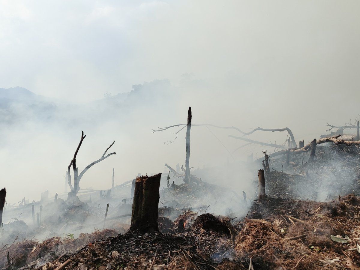 Последствия агрессии РФ: Минэкономики оценило масштабы экологического ущерба для Украины