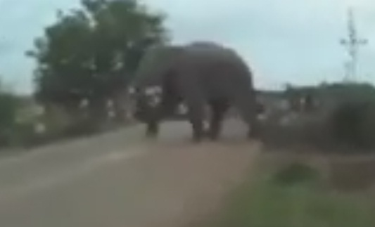 В Индии взбешенный слон разгромил деревню и топтал людей