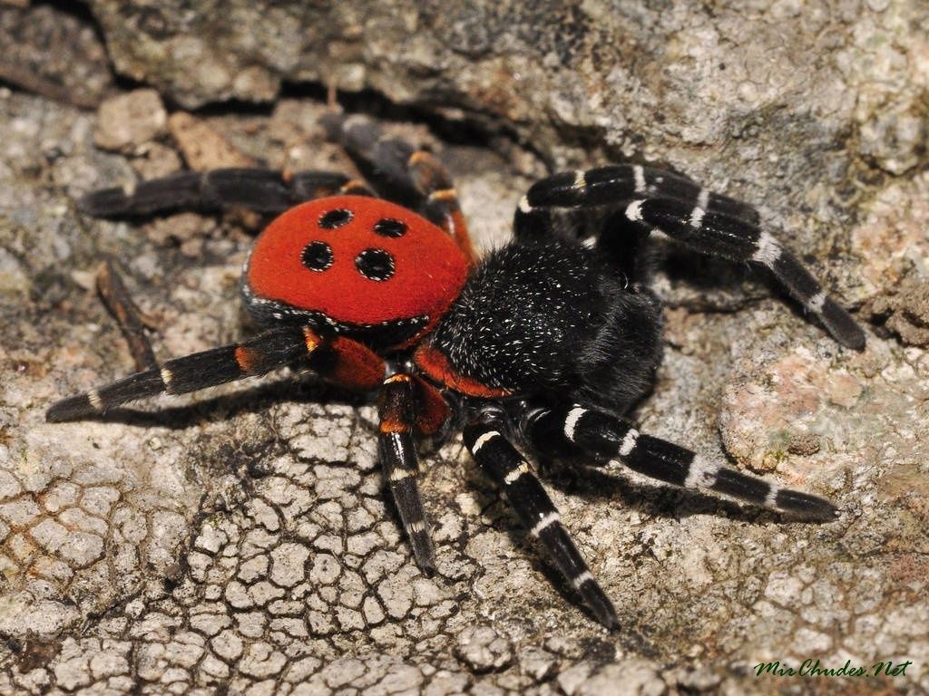 Самка опасного паука семейства эрезид "облюбовала" элитный поселок в Конче-Заспа