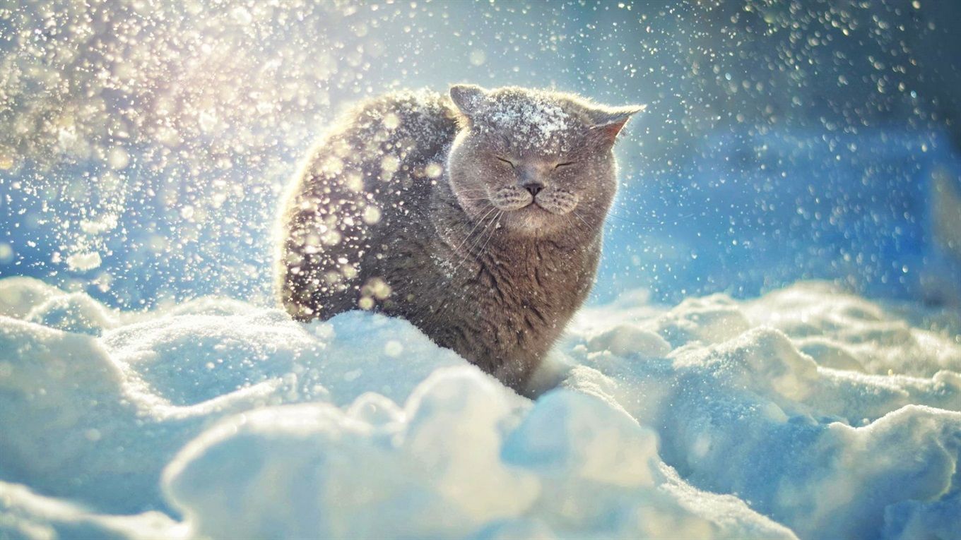 До 15–20 см снега и метель: в какие области Украины в ближайшие дни придет зима 