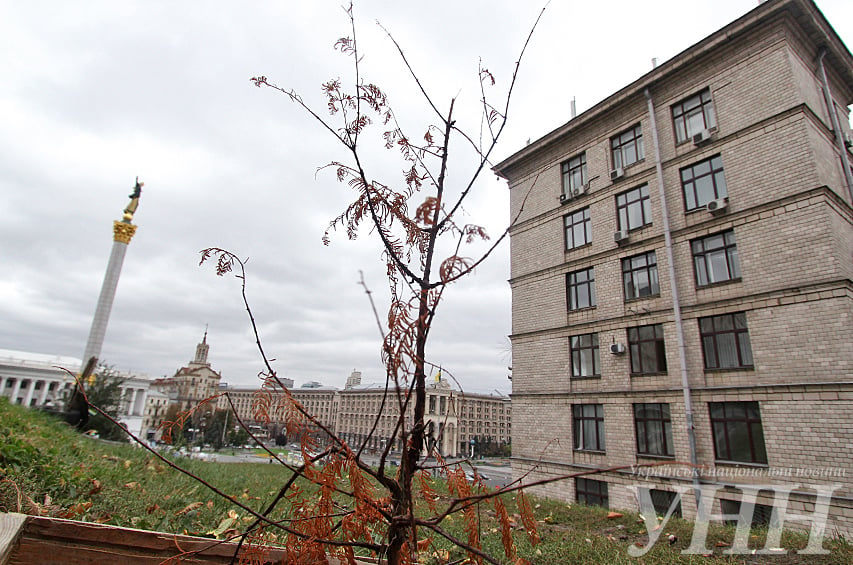 На киевском Майдане засохло Дерево Мира