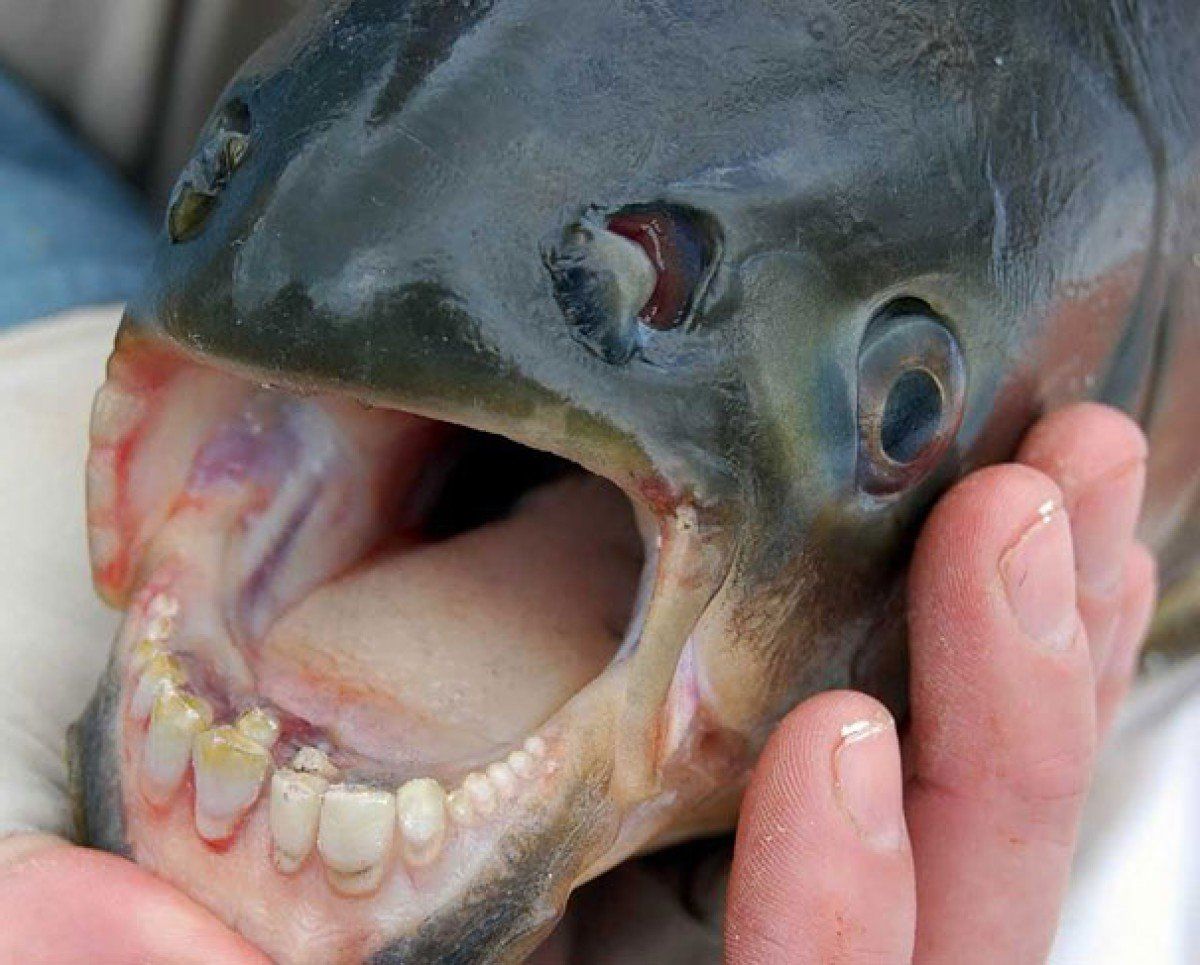 В Донецке поймали рыбу с человеческими зубами – связана с пираньями