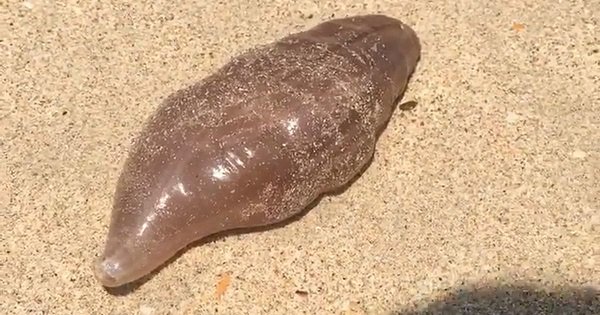 На пляже в Таиланде британский турист обнаружил странное существо – кадры