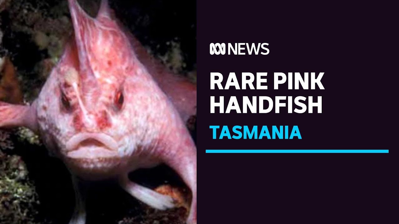 Не показывалась более 20 лет: в Австралии удалось заснять уникальную рыбу с "руками"