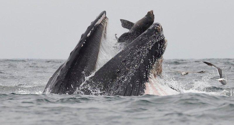 С глубин Черного моря вырвался кит-потрошитель с Нибиру
