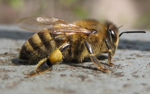 Более миллиона пчел погибли в результате ДТП на юге Франции