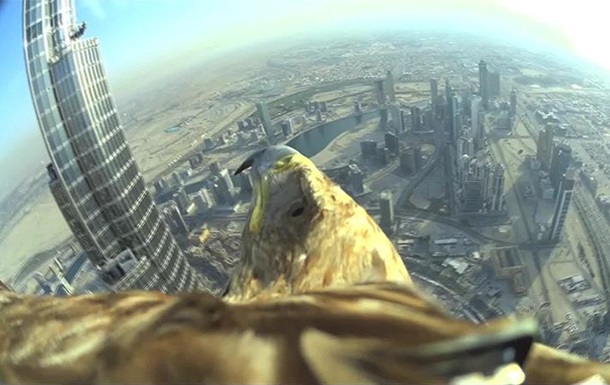 Орел-могильник побил мировой рекорд с камерой на спине