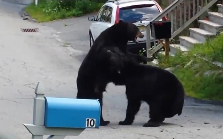 Два крупных медведя устроили драку посреди оживленной улицы