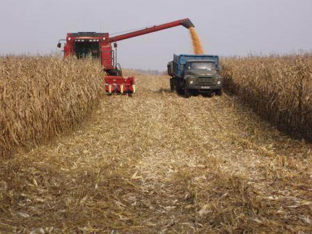 Глава ЛНР: На территории Луганской республики собрали зерновых до 120 тыс тонн