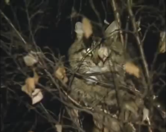 Как в России снимали кота с дерева: вместо автовышки в ход пошли бутылка, туалетная бумага и топор