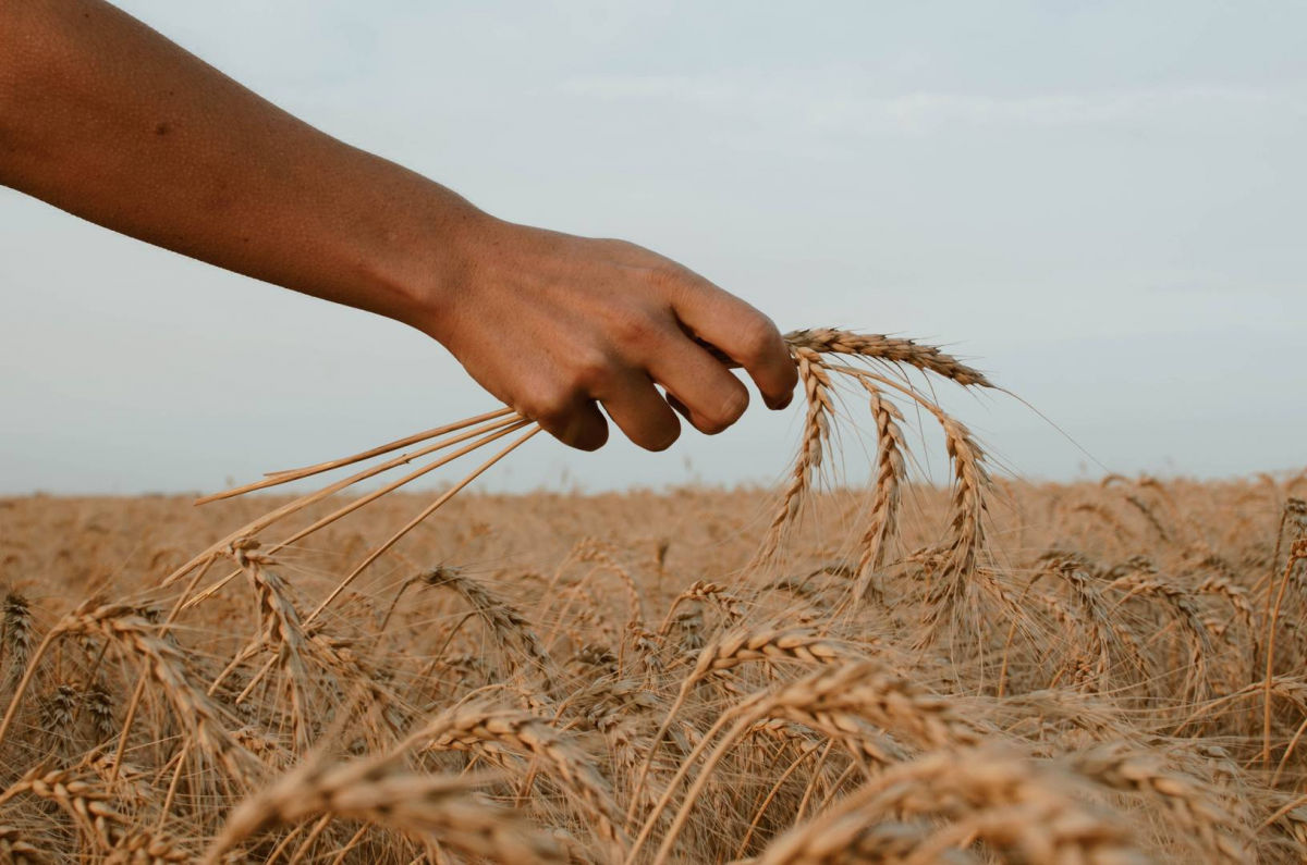Ситуация хуже, чем в 2007 и 2008 годах: в ООН сделали тревожное заявление о запасах пшеницы