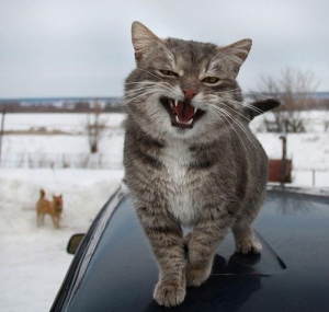 кот, полицейский, ролик, видео, хит