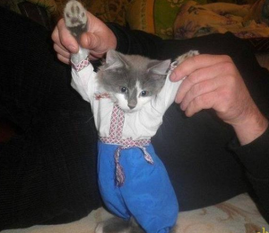 кот, путин, видео, майдан