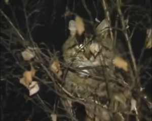 кот, нижний Новгород, россия, барсик